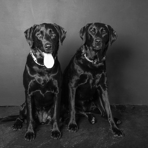 Fundraising Page: Lucy and Frankie Gilpin